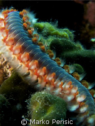 Bearded Fire Worm (hermodice carunculata) by Marko Perisic 
